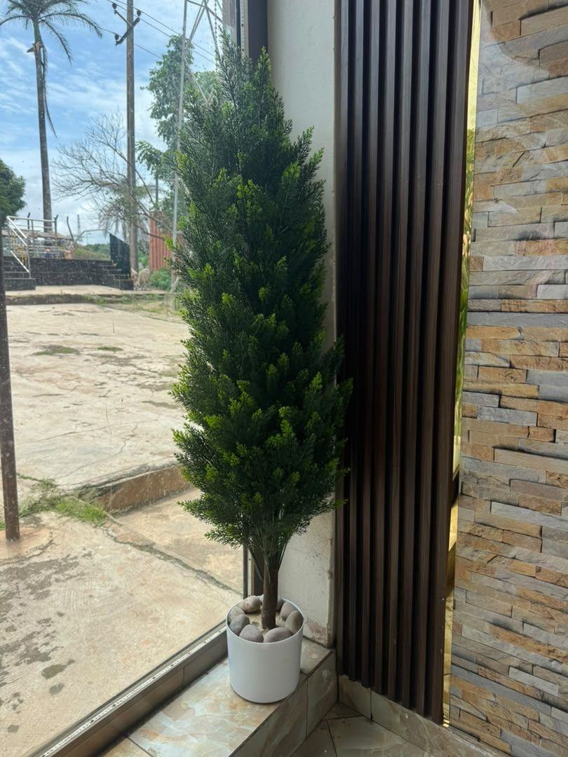 Tall cypress tree in white pot