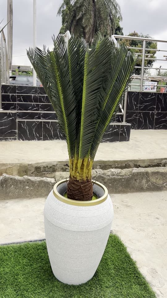 Palm in white urn planter at an outdoor entrance